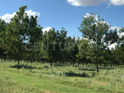Julimes, Chihuahua 32950, Meksyk