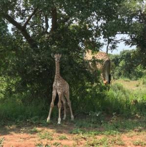 Bela Bela, Limpopo, 남아프리카