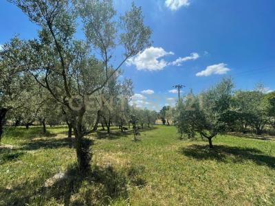 localià quercealta, Manciano, Toscana 58014, Italy