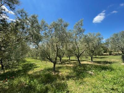 localià quercealta, Manciano, Toscana 58014, Italy