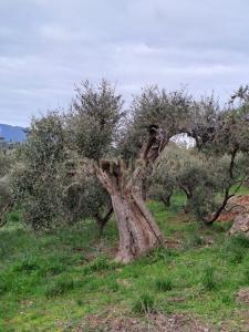 via provinca, Orbetello, Toscana 58015, イタリア