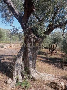 via provinca, Orbetello, Toscana 58015, イタリア