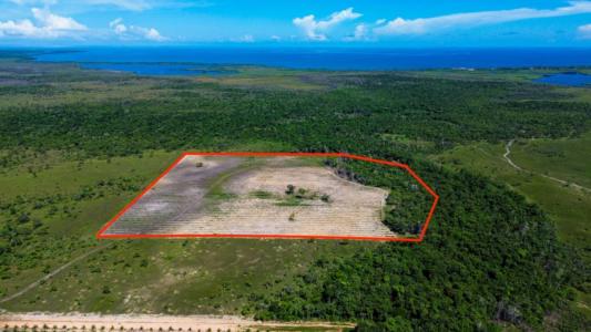 Silk Grass, Stann Creek 00001, Belize
