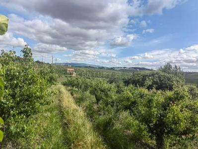 Bombarral, Leiria 2540-328, Portugal