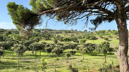 Azambuja, Lisboa 2050-281, Portugal