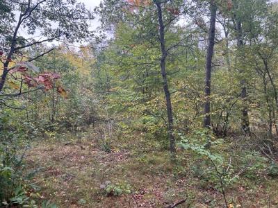 10380 90th Avenue , Mecosta, Michigan 49332