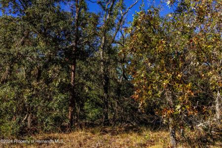 0 Maryland -lot 16 Avenue, Brooksville, فلوريدا 34613, الولايات المتحدة