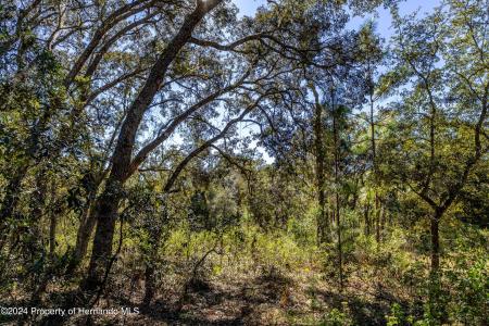 0 Ehrenwald -lot 2 Avenue, Brooksville, فلوريدا 34613, الولايات المتحدة