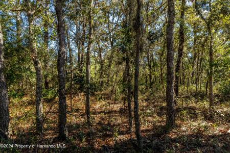 0 Maryland -lot 1 Avenue, Brooksville, Florida 34613, Amerika Birleşik Devletleri