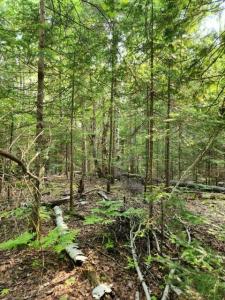 0 Cedar Drive, Sault Ste Marie, 密西根州 49783, 美國