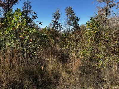 49 Ridge Top Road, Stewart, Tennessee 37175