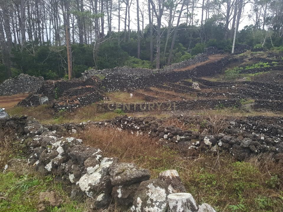 Madalena, Ilha Do Pico 9950-000, Portugal