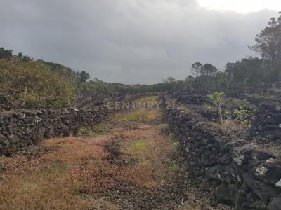 Madalena, Ilha Do Pico 9950-000, Portugal