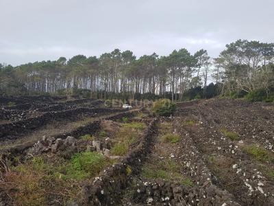 Madalena, Ilha Do Pico 9950-000, Portugal