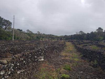 Madalena, Ilha Do Pico 9950-000, Portugal