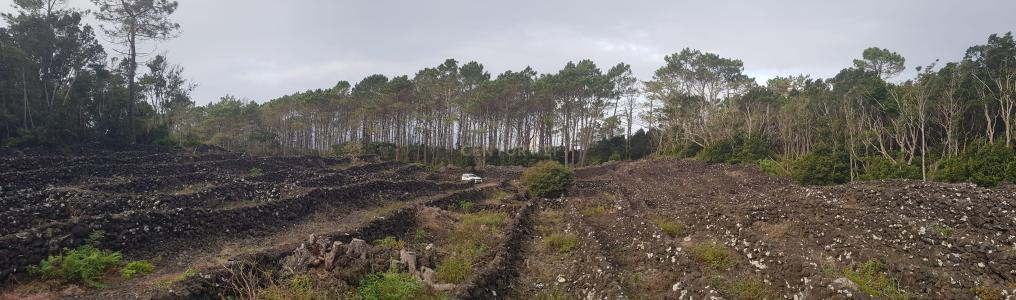 Madalena, Ilha Do Pico 9950-000, Portugal