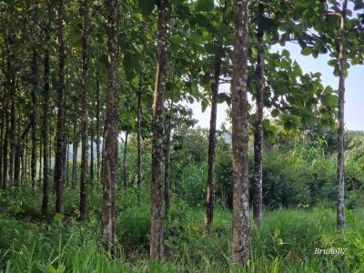 Jacintoville, Toledo 00001, Belize