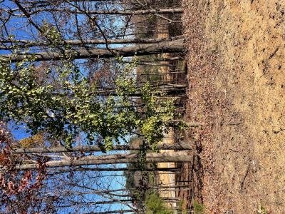 Lot 85 Forest Ridge Drive, Paducah, 캔터키 42003, 미국
