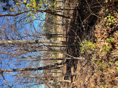Lot 83 Forest Ridge Drive, Paducah, Kentucky 42003, Estados Unidos