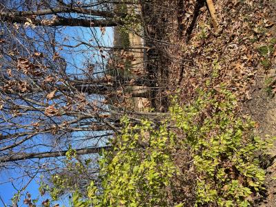 Lot 83 Forest Ridge Drive, Paducah, Kentucky 42003, Estados Unidos