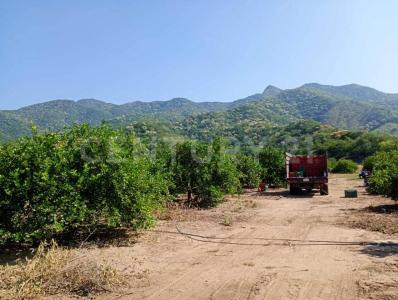 Armería, Colima 28317, Mexico