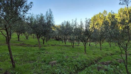 Soure, 코임브라 3130-429., 포르투갈