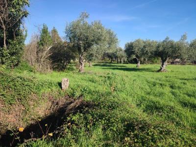 布朗库堡区, 布朗库堡区 6006-906, 葡萄牙