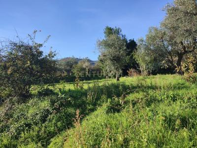 布朗库堡区, 布朗库堡区 6006-906, 葡萄牙