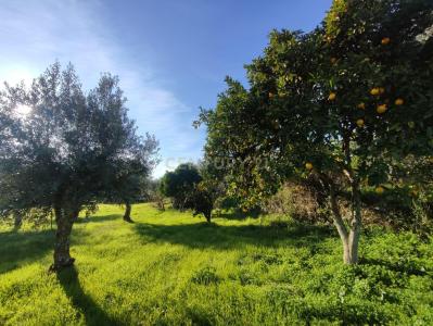 布朗库堡区, 布朗库堡区 6006-906, 葡萄牙