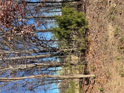 Lot 82 Forest Ridge Dive, Paducah, Kentucky 42003, Estados Unidos