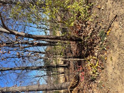 Lot 81 Forest Ridge Drive, Paducah, Kentucky 42003, Estados Unidos