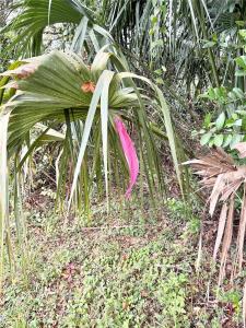 0 Hilda Rd., Dade City, Floryda 335223, USA