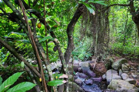 All Saints Estate In Grand Roy, St.John West Indies, Grenada