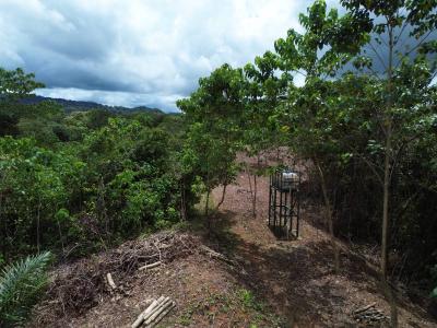 Palmar Sur Osa, 蓬塔雷納斯 00001, 哥斯達尼加