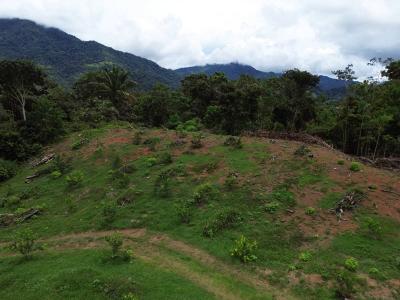 Palmar Sur Osa, 蓬塔雷納斯 00001, 哥斯達尼加