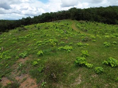 Palmar Sur Osa, 蓬塔雷納斯 00001, 哥斯達尼加