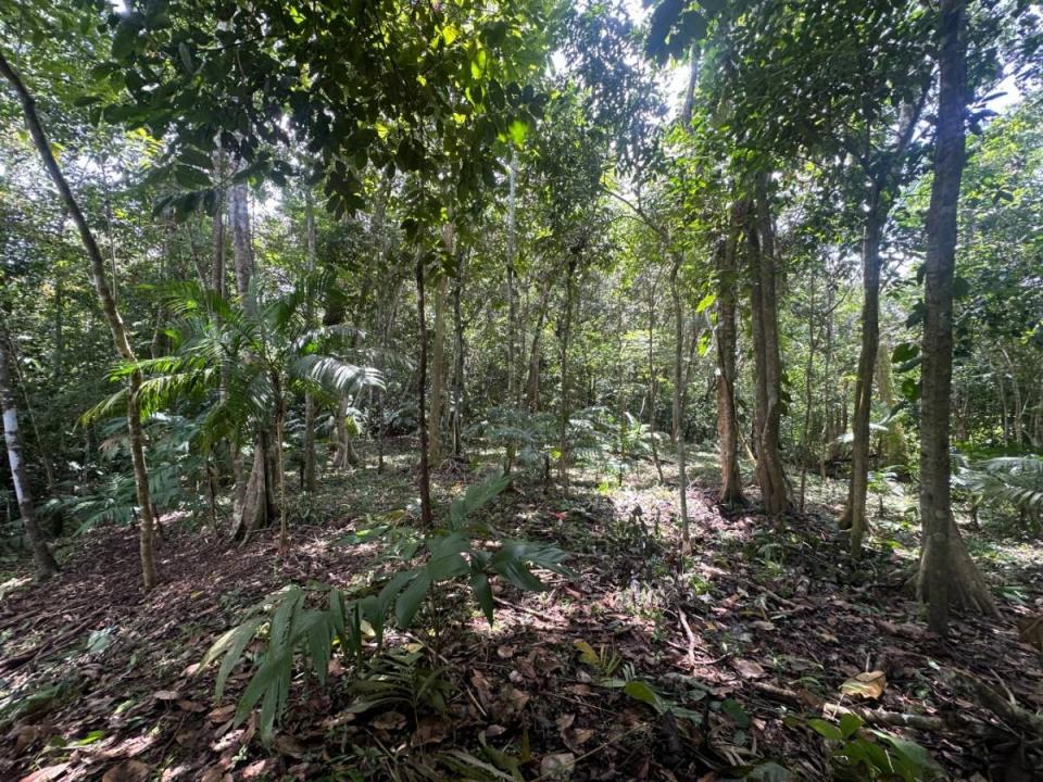 Palmar Sur Osa, 蓬塔雷納斯 00001, 哥斯達尼加