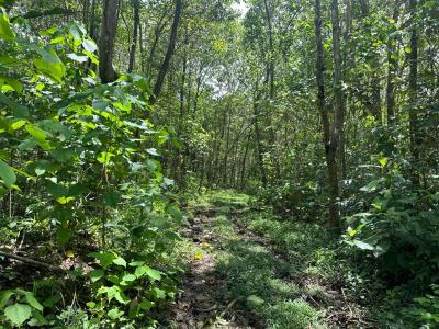 Palmar Sur Osa, 蓬塔雷納斯 00001, 哥斯達尼加