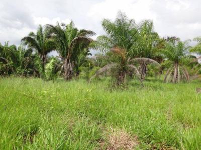 Barinas, Barinas 5201, Venezüella