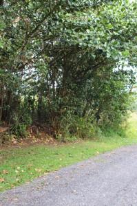 Lot 1028, 8th Ave, Keaau, Hawaii 96749, USA