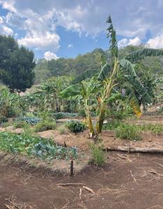 Rancho Tierra Corazon, ubicado a 10 km. sobre la carretera Teopisca- Chijilte S/N,, Teopisca, Chiapas 29410, Mexico
