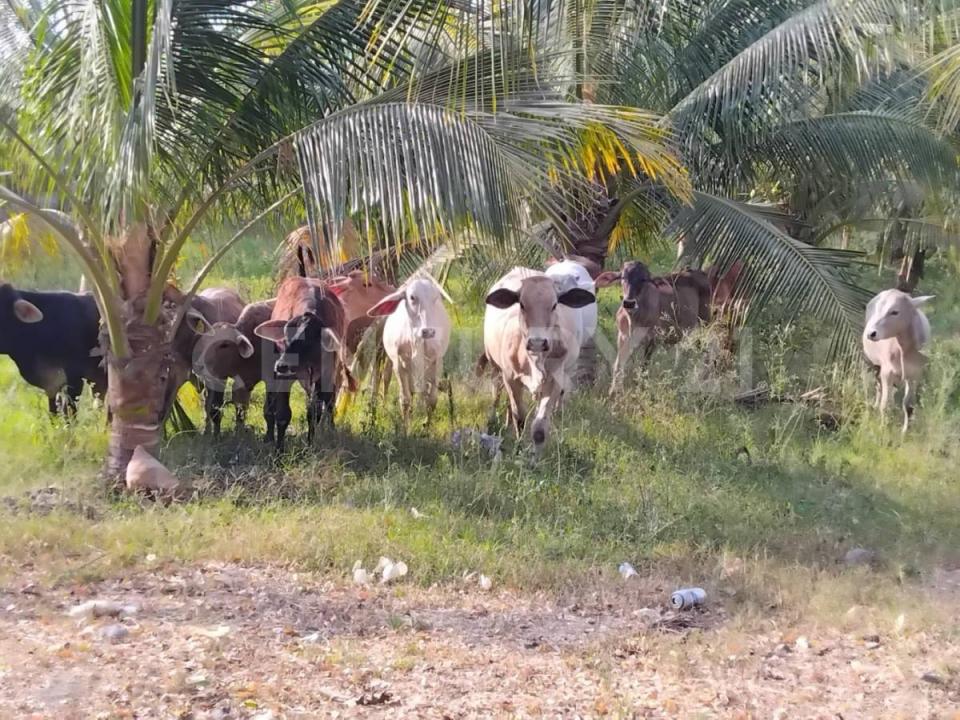 Coquimatlan, Colima 28400, Mexico