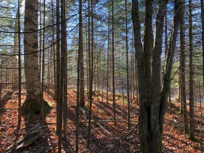 Lot 4 East Bay Rd, Presque Isle, Wisconsin 54557, Estados Unidos