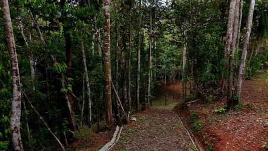 Piñuela Bahía Ballena Osa, 蓬塔雷纳斯 00001, 哥斯达黎加