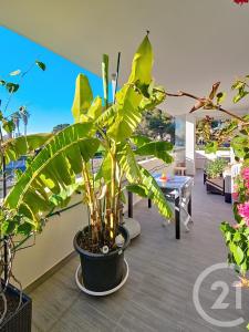 Meze, Лангедок — Руссильон 34140, Франция