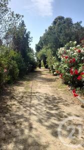 St Cyprien, Languedoc-Roussillon 66750, France