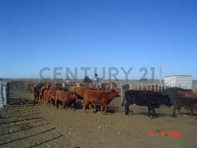 La Pampa, Cordoba 00001, Argentinien