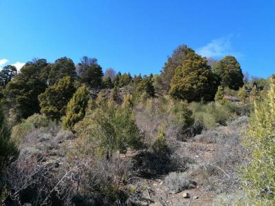Los Riscos s/n, San Martín De Los Andes, 内乌肯 00001, 阿根廷