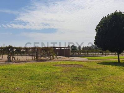 Sec. Villacuri Sector C Lote 19 Distrito de Salas Guadalupe, Ica , Ica, Ica 00001, Peru