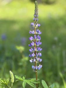 NNA Tanglewood Dr, Priest River, Idaho 83856, Estados Unidos